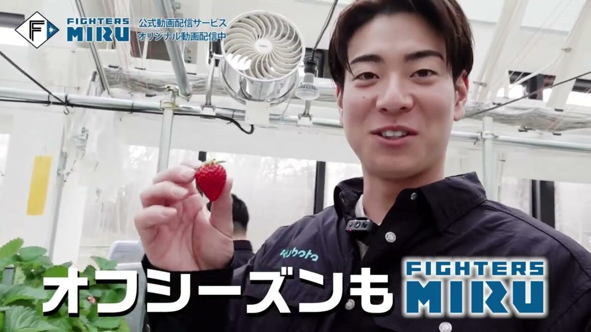 Hokkaido-Nippon-Ham-Fighters: 【ファイターズMIRU】 オフシーズンも注目コンテンツ盛りだくさん! 【ファイターズMIRU】 オフシーズンも注目コンテンツ盛りだくさん!