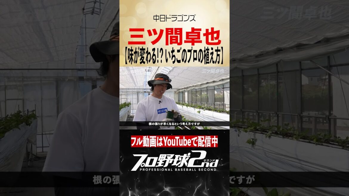 味が変わる！？いちごのプロの植え方｜三ツ間卓也の現在（中日ドラゴンズ）#dragons