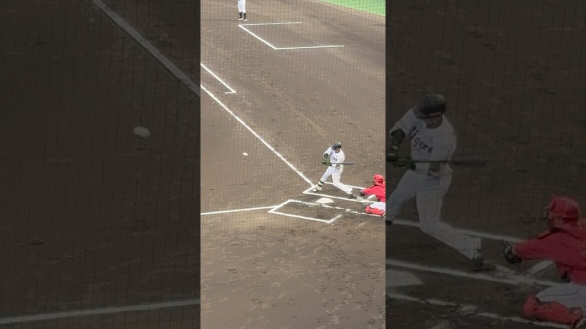 二軍で全力応援を受ける木浪聖也 #阪神タイガース #1人応援歌ニキ #ウエスタンリーグ #アカペラ応援歌