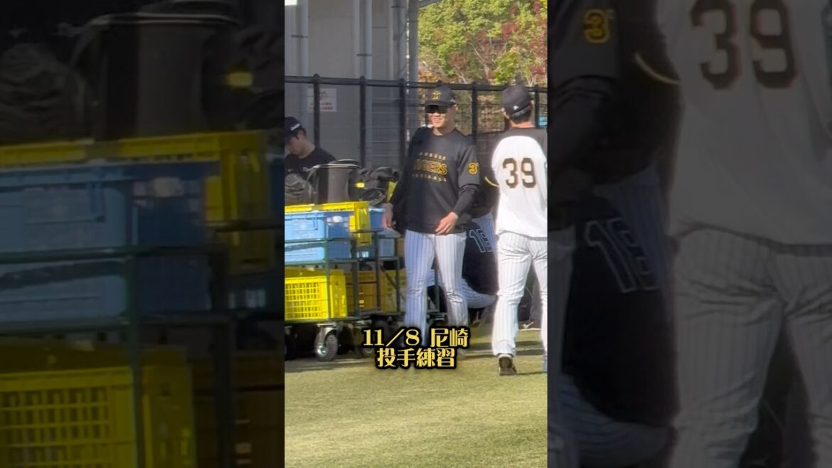 11/8投手陣の練習 尼崎 #阪神 #阪神タイガース #阪神ファン #プロ野球 #及川雅貴 #高橋遥人 #桐敷拓馬 #伊藤将司 #伊原陵人 #湯浅京己 #小川一平 #下村海翔 #尼崎 #秋季練習