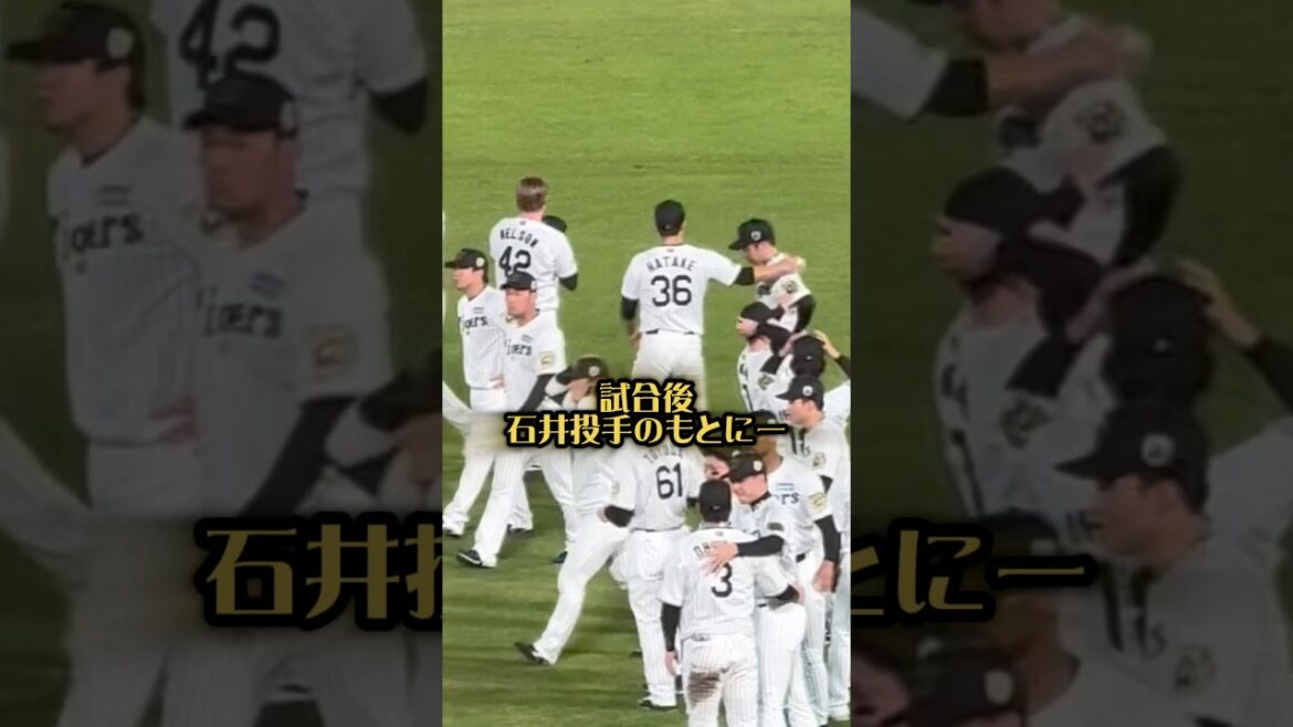 石井投手のもとに投手陣がー25/10/30 #阪神タイガース #阪神 #阪神ファン #プロ野球 #石井大智 #甲子園 #hanshintigers #野球 #highfive #日本シリーズ