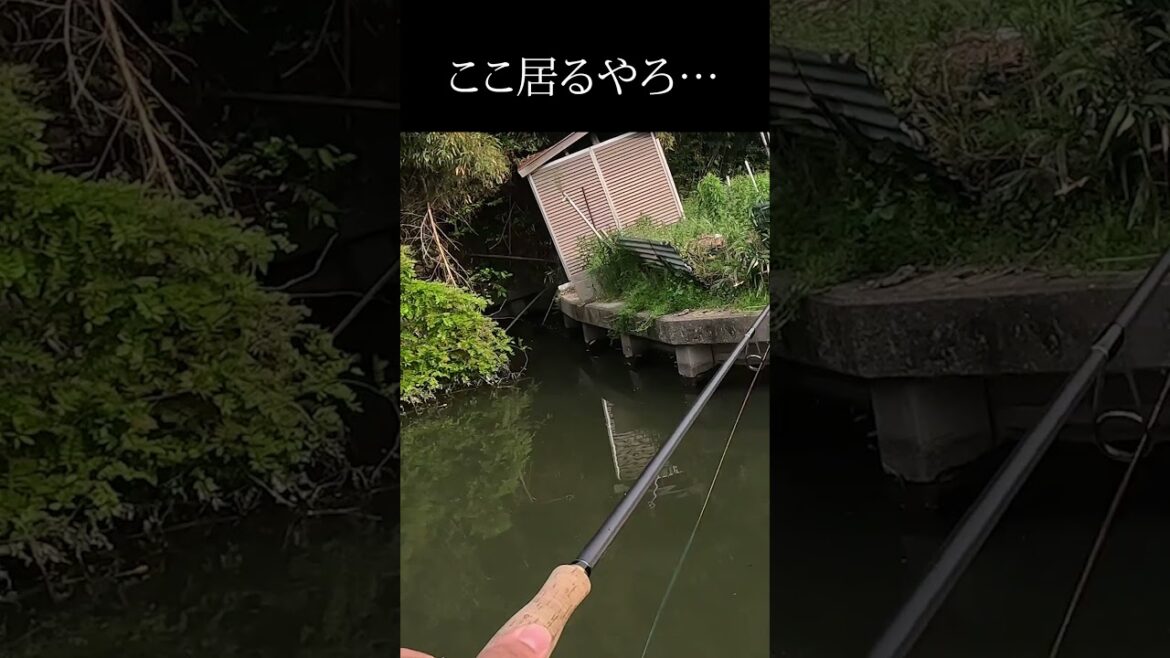 いかにもバスが居そうな場所に小魚を投げると・・ #バス釣り #bassfishing #shorts
