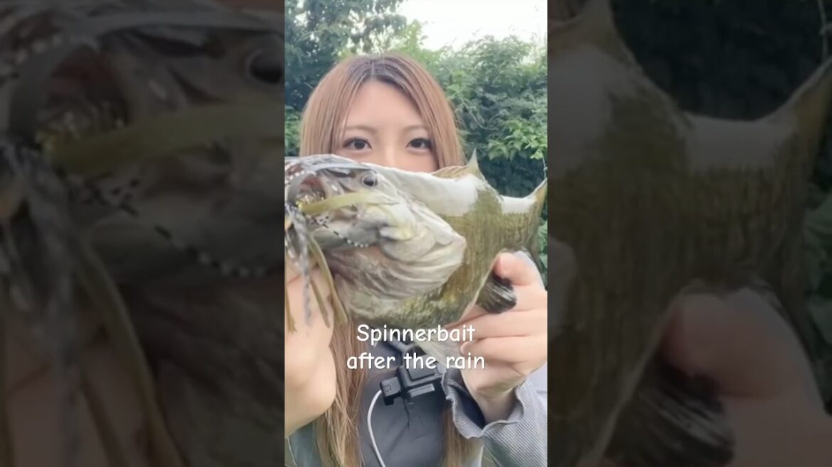 雨上がりはスピナーベイト！#スモールマウスバス #smallmouthbass #バス釣り #bassfishing #fishing
