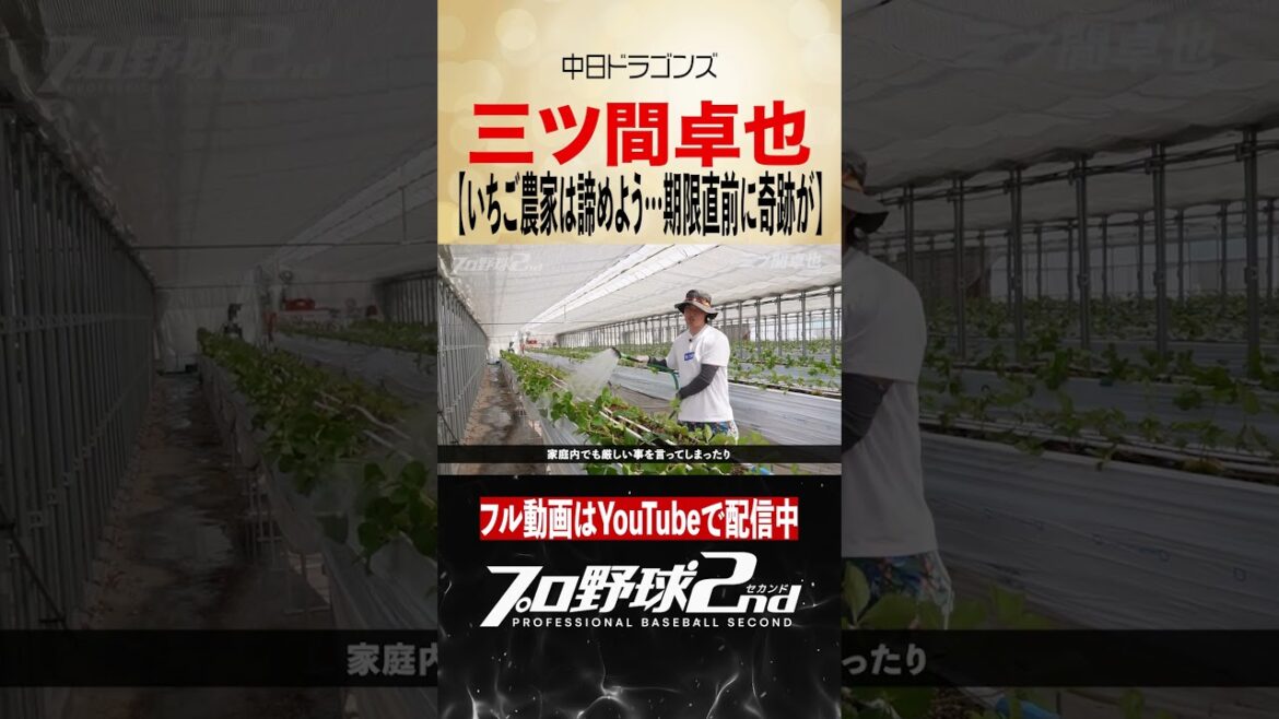 いちご農家を諦めかけた時…奇跡が|三ツ間卓也の現在(中日ドラゴンズ)#dragons いちご農家を諦めかけた時…奇跡が|三ツ間卓也の現在(中日ドラゴンズ)#dragons