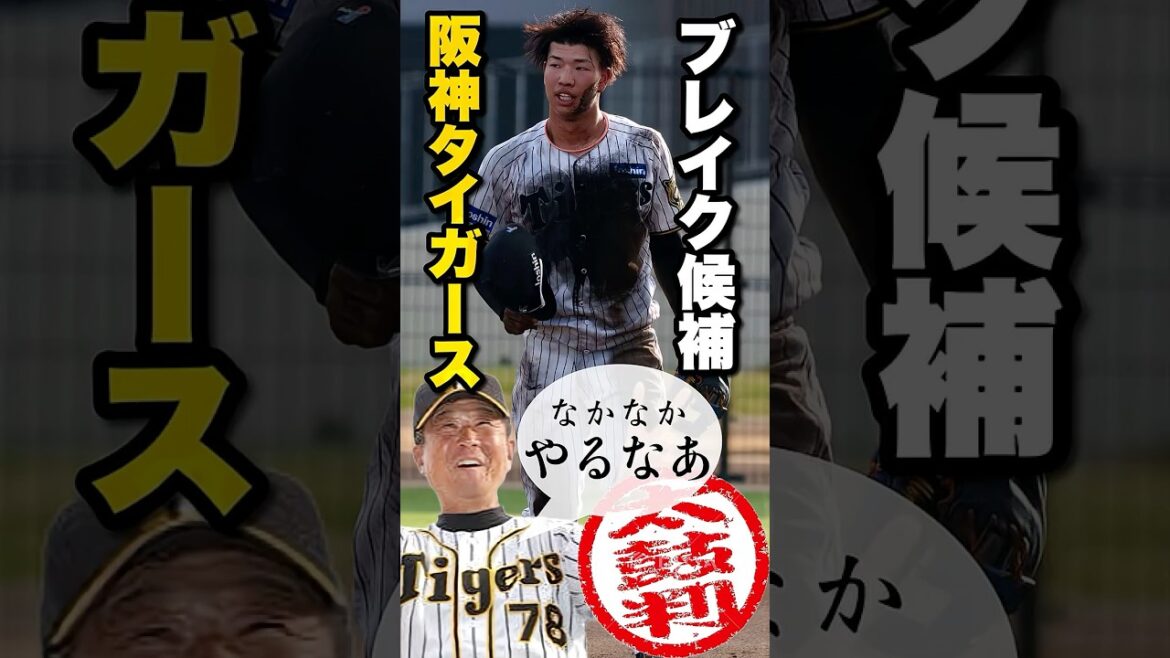 【阪神ブレイク候補5選】来シーズン活躍すること間違いなし🐯🔥皆さん期待の若手は誰ですか✅ #阪神タイガース #阪神 #プロ野球