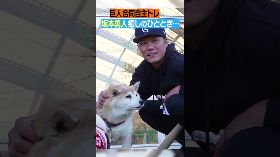 【犬好き #坂本勇人】#巨人 #合同自主トレ #宮崎 #犬大好き #癒しの時 #かわいい #日テレスポーツ #shorts
