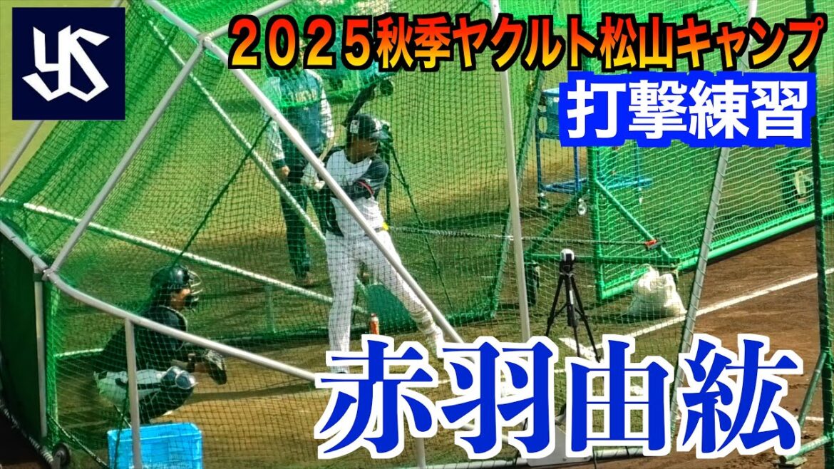 【下半身を意識した】赤羽由紘（東京ヤクルトスワローズ）打撃練習！【２０２５秋季東京ヤクルトスワローズ松山キャンプ】