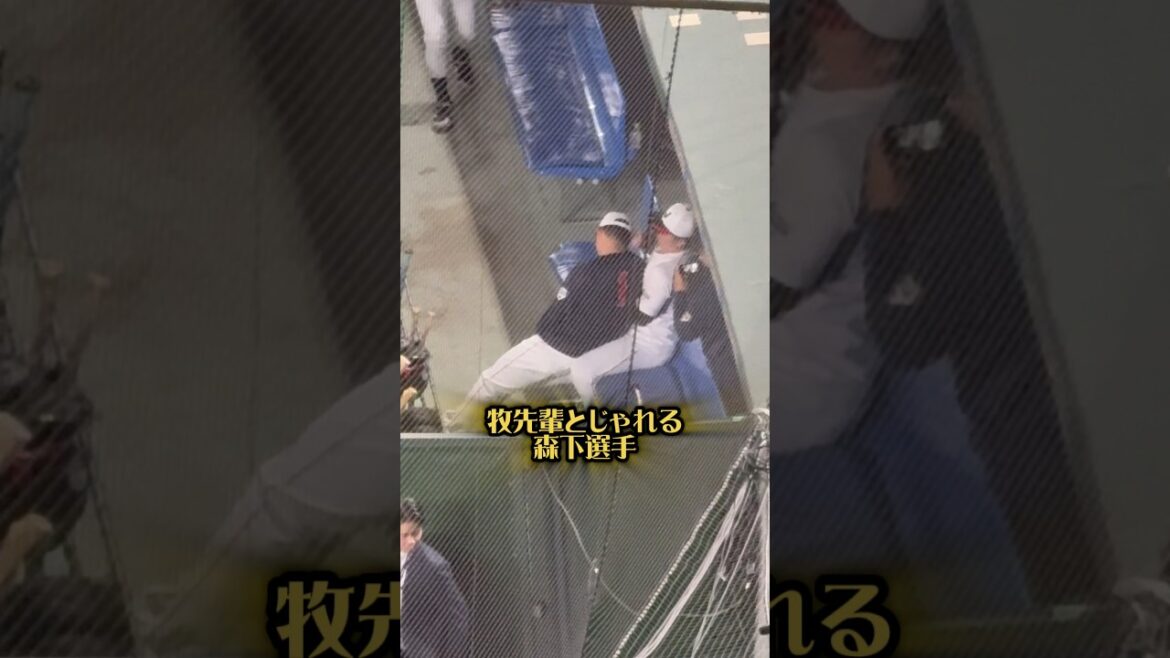 牧先輩とじゃれる森下選手25/11/16 #阪神タイガース #阪神 #阪神ファン #横浜denaベイスターズ #ベイスターズ #横浜 #牧秀悟 #森下翔太 #プロ野球 #侍ジャパン #中央大学 牧先輩とじゃれる森下選手25/11/16 #阪神タイガース #阪神 #阪神ファン #横浜denaベイスターズ #ベイスターズ #横浜 #牧秀悟 #森下翔太 #プロ野球 #侍ジャパン #中央大学