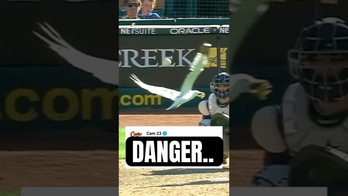 鳥の邪魔。。😱 鳥の邪魔。。😱