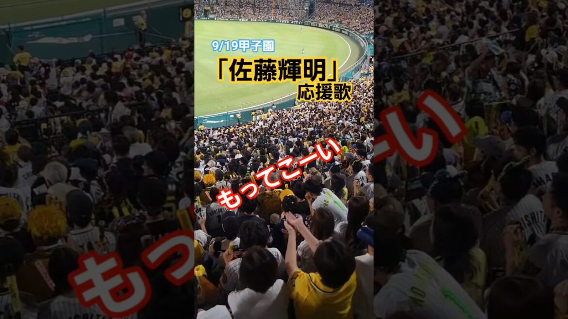 9/19甲子園 佐藤輝明応援歌 #hanshintigers #阪神タイガース #阪神 #甲子園 #阪神応援 #佐藤輝明 #ショート #shorts