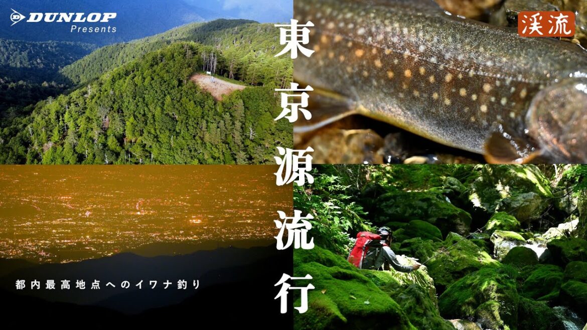 東京都内最高地点で源流イワナ釣り。【渓流釣り】 #ルアー釣り #テンカラ #岩魚 東京都内最高地点で源流イワナ釣り。【渓流釣り】 #ルアー釣り #テンカラ #岩魚