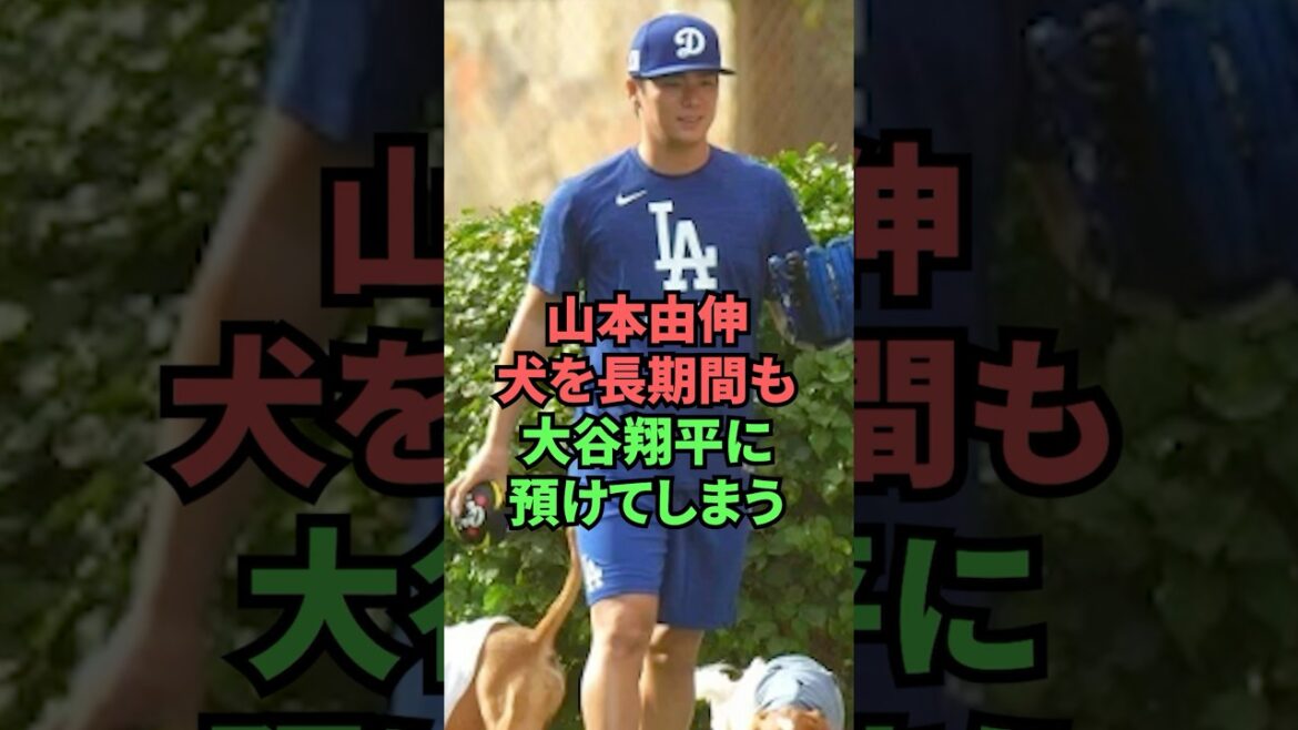山本由伸犬を長期間も大谷翔平に預けてしまう