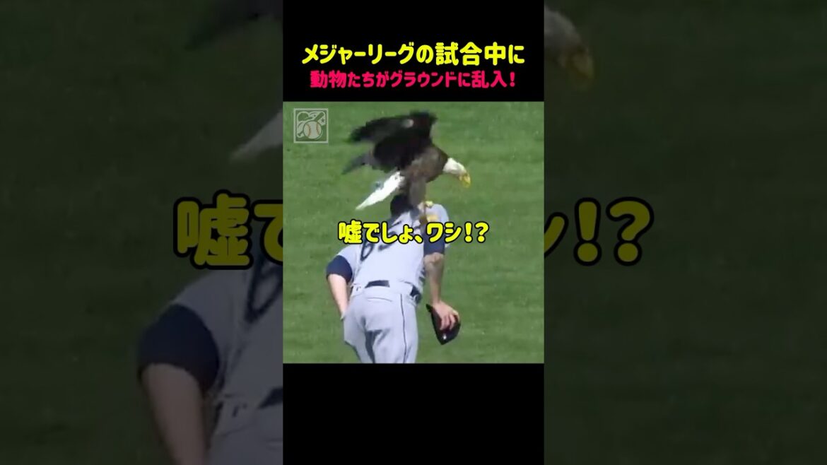 【衝撃】メジャーリーグの試合中に動物が…!その瞬間を捉えた映像 #メジャーリーグ #動物乱入 #MLBハプニング #野球珍プレー 【衝撃】メジャーリーグの試合中に動物が…!その瞬間を捉えた映像 #メジャーリーグ #動物乱入 #MLBハプニング #野球珍プレー
