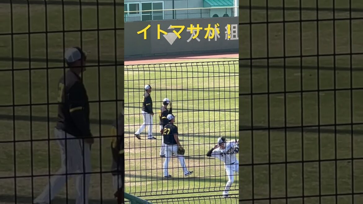 #阪神鳴尾浜球場 に#伊藤将司 投手