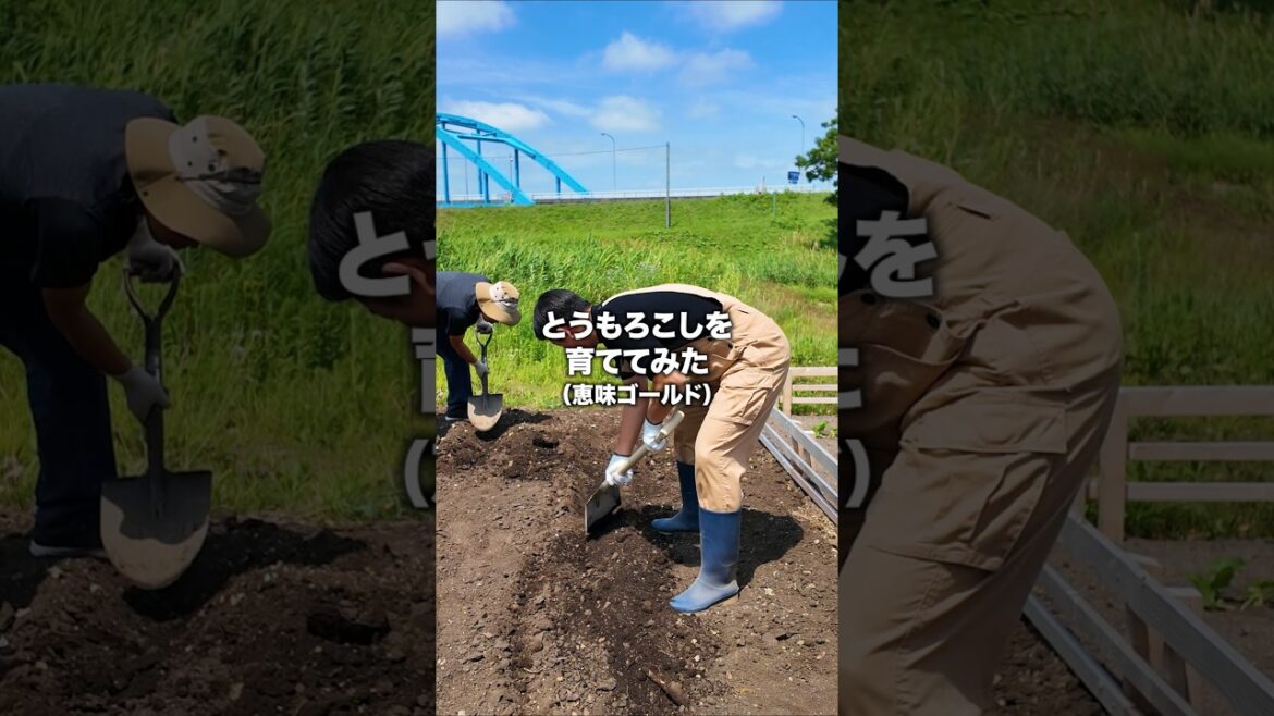 とうもろこしを育ててみた 2025 とうもろこしを育ててみた 2025