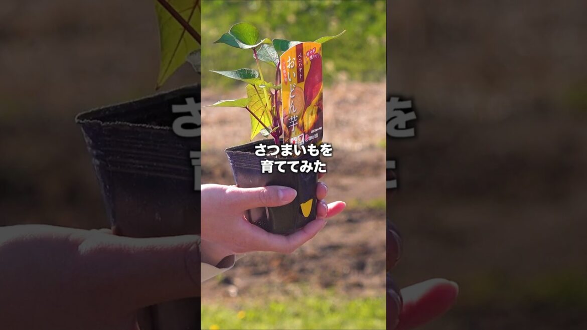 さつまいもを育ててみた2025