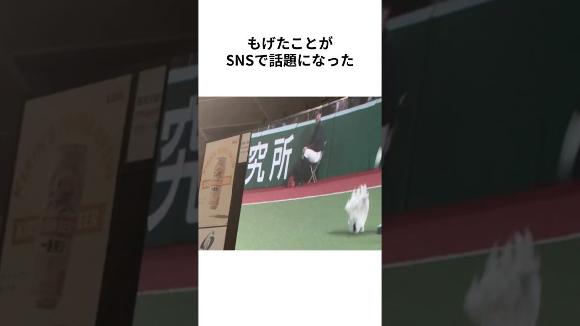 【ゆく年くる年】2025年西武ライオンズ事件簿 5月〜8月 #セデーニョ #山野辺翔 #ベルーナドーム #埼玉西武ライオンズ #seibulions #プロ野球 #NPB #shorts【雑学】