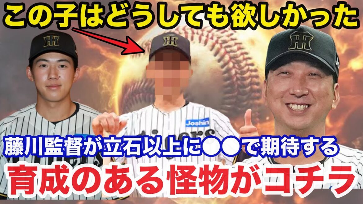 阪神.藤川監督「自分がどうしても欲しかった選手」藤川監督が立石正広以上に欲しがった育成のある怪物がコチラ【阪神タイガース】