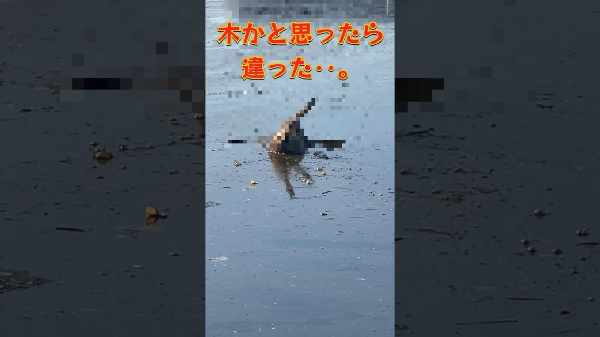 【閲覧注意】これはエグすぎる‥。#バス釣り#動物 #bassfishing 【閲覧注意】これはエグすぎる‥。#バス釣り#動物 #bassfishing