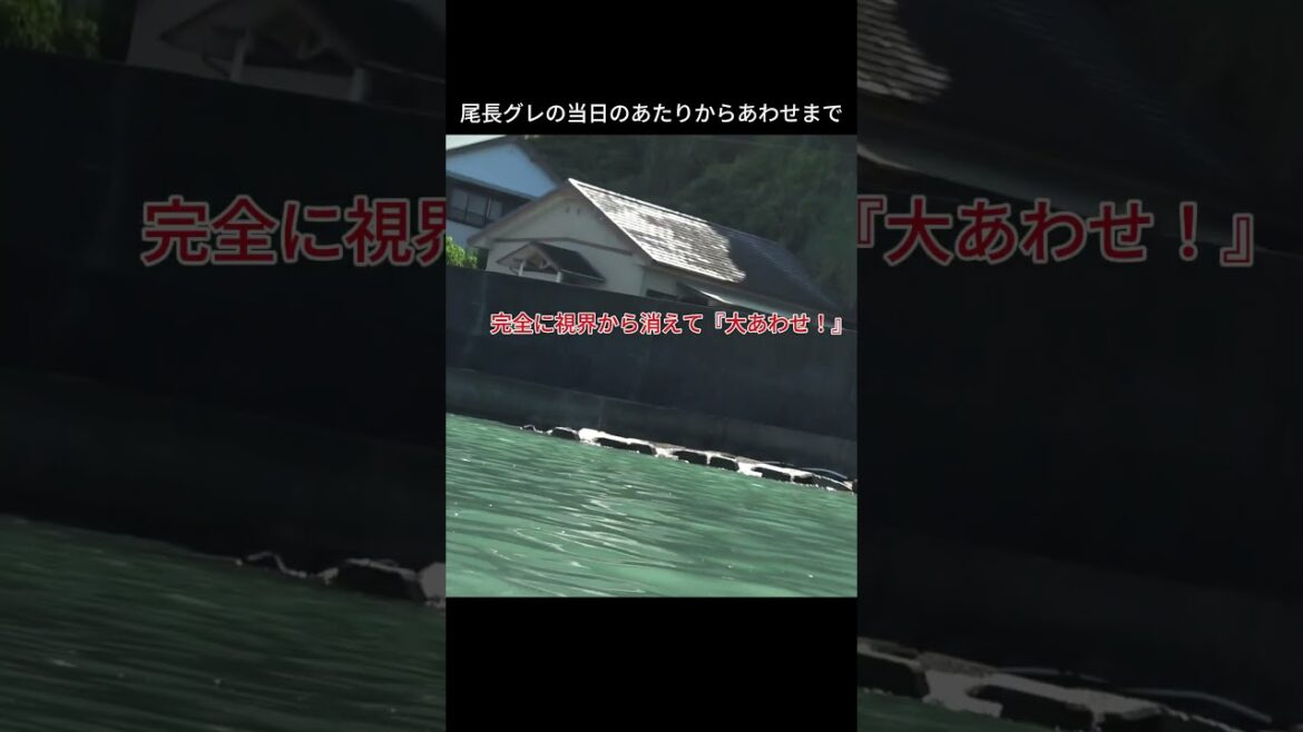 串本カセの尾長グレ”！ #グレ釣り #カセ釣り #真鯛釣り #ペレット #串本カセ #フィッシング隼 #串本大島