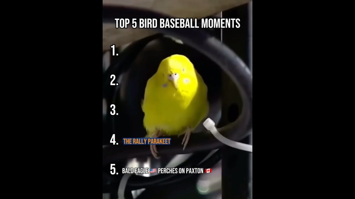 Top 5 Bird Baseball Moments #mlb #baseball #birds