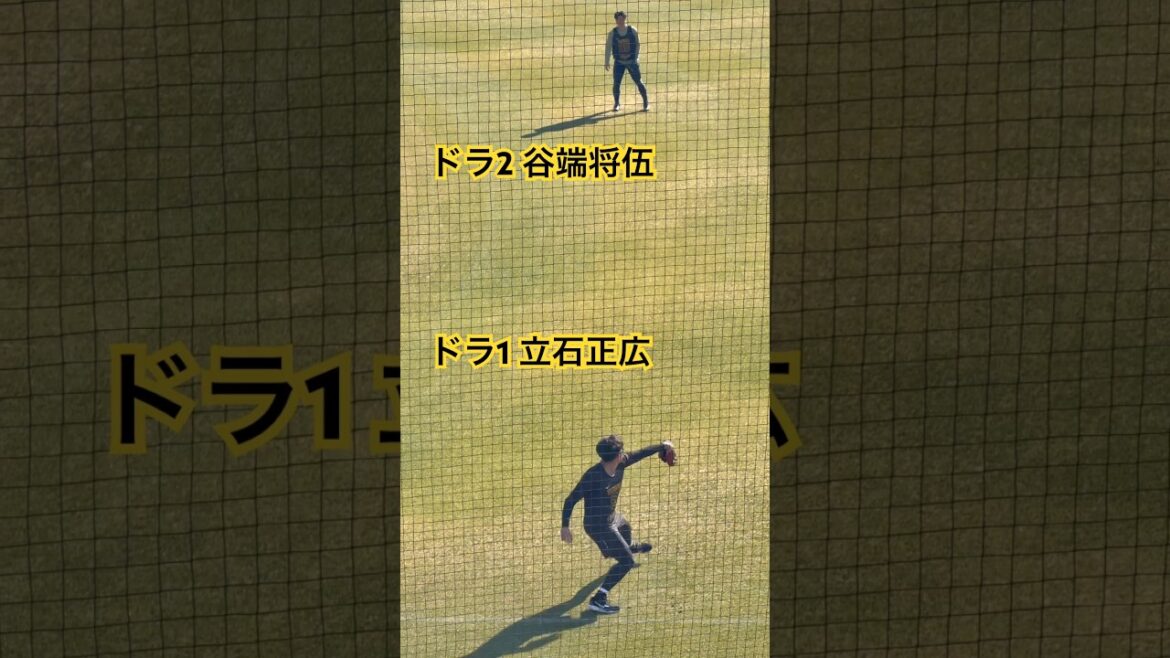 #立石正広 #谷端将伍 #ドラフト #阪神タイガース #プロ野球