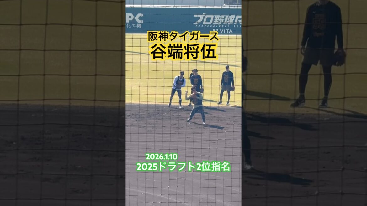 #谷端将伍 #ドラフト #甲子園 #阪神タイガース #日本大学