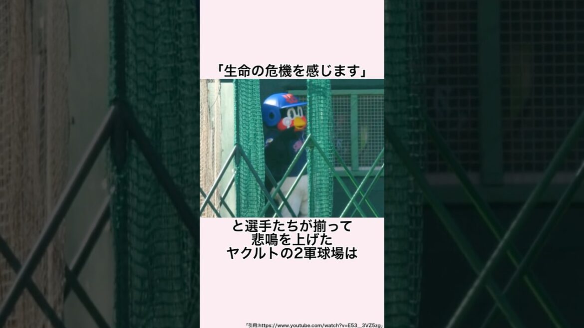 「灼熱と水没の地獄キャンプ」ヤクルトの2軍球場に関する雑学 #プロ野球 #二軍球場 #東京ヤクルトスワローズ