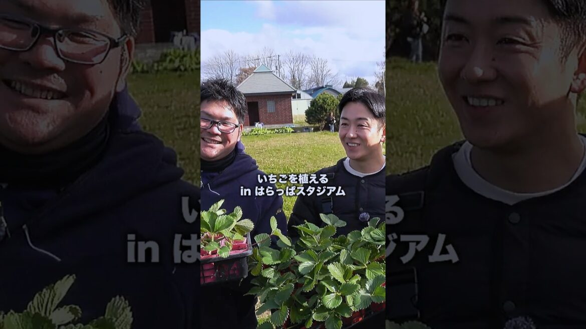 いちごを植える in はらっぱスタジアム