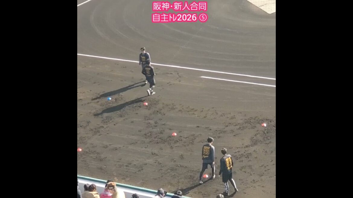 20260117　阪神ﾀｲｶﾞｰｽ新人合同自主ﾄﾚ2026　ｳｫｰﾐﾝｸﾞｱｯﾌﾟの様子 ⑤ #shorts@日鉄鋼板SGLｽﾀｼﾞｱﾑ尼崎