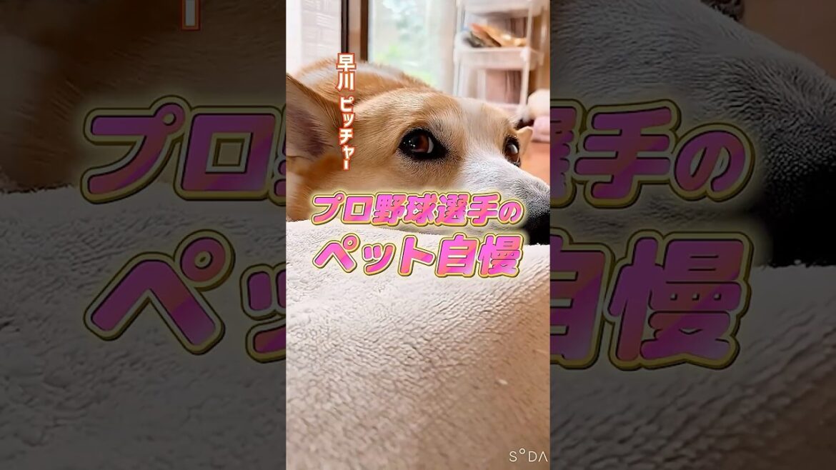 【デレデレ】🐶愛犬・愛猫の魅力を語るプロ野球選手🐱