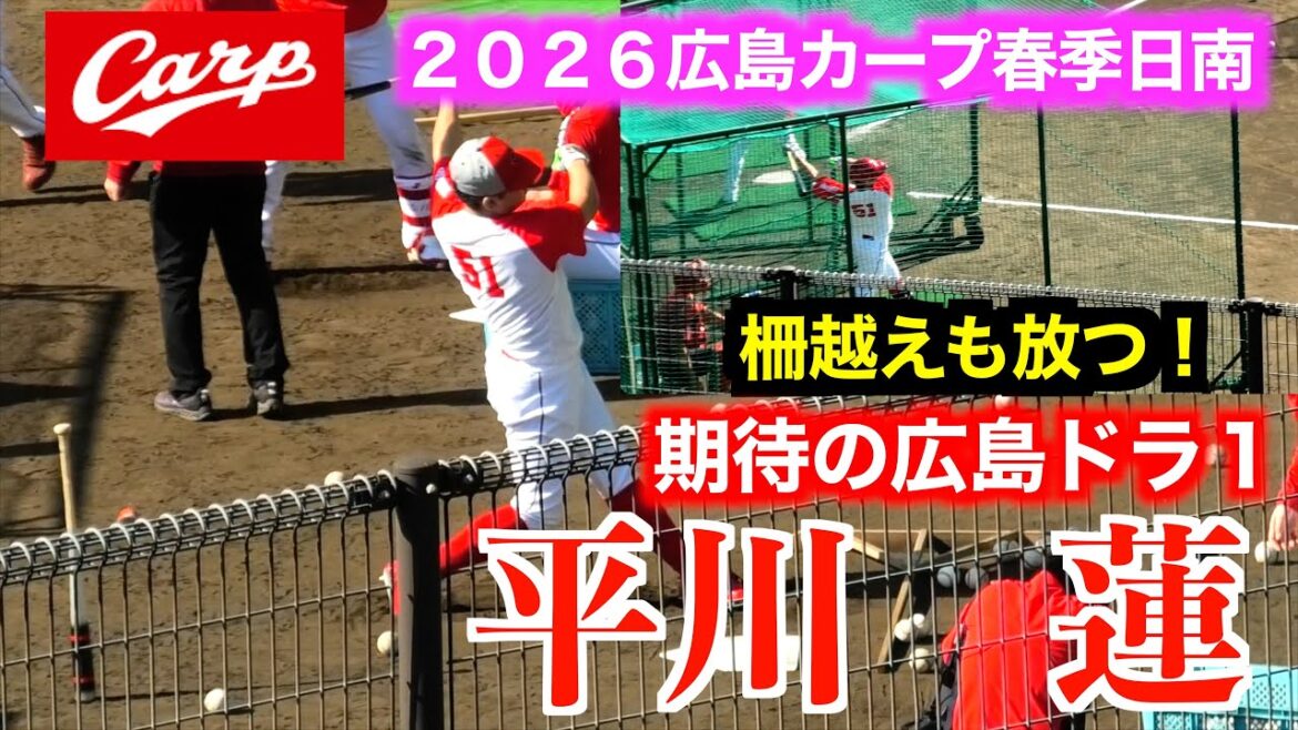 【広島ドラ１観客に初披露】平川蓮ティー&フリーバッティング！柵越えも１発！【２０２６広島東洋カープ春季日南キャンプ初日】
