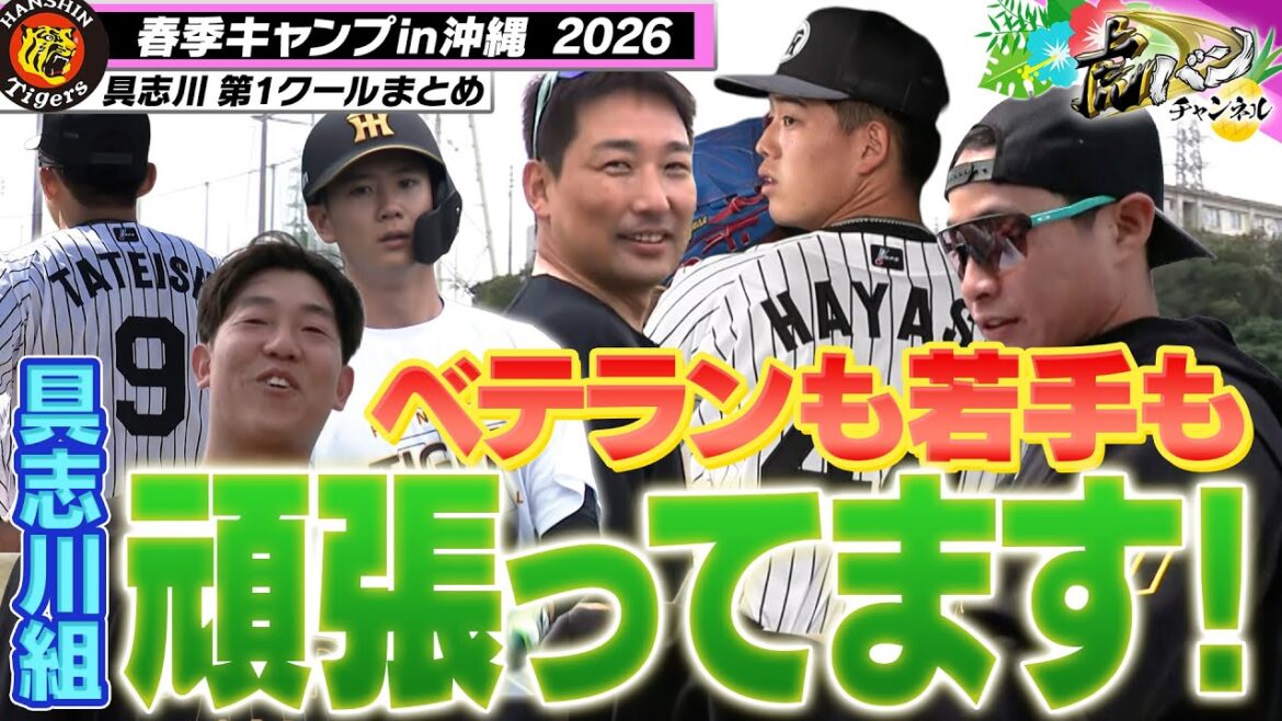 【具志川便り】我らがザキさんからルーキー右腕まで具志川も熱い！藤川監督も視察に訪れた具志川キャンプまとめました！阪神タイガース密着！応援番組「虎バン」ABCテレビ公式チャンネル