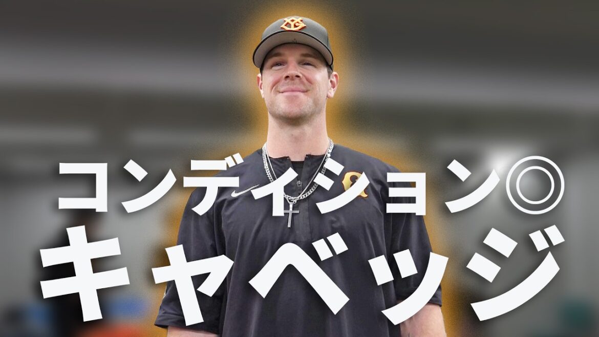 キャベッジ、コンディション◎