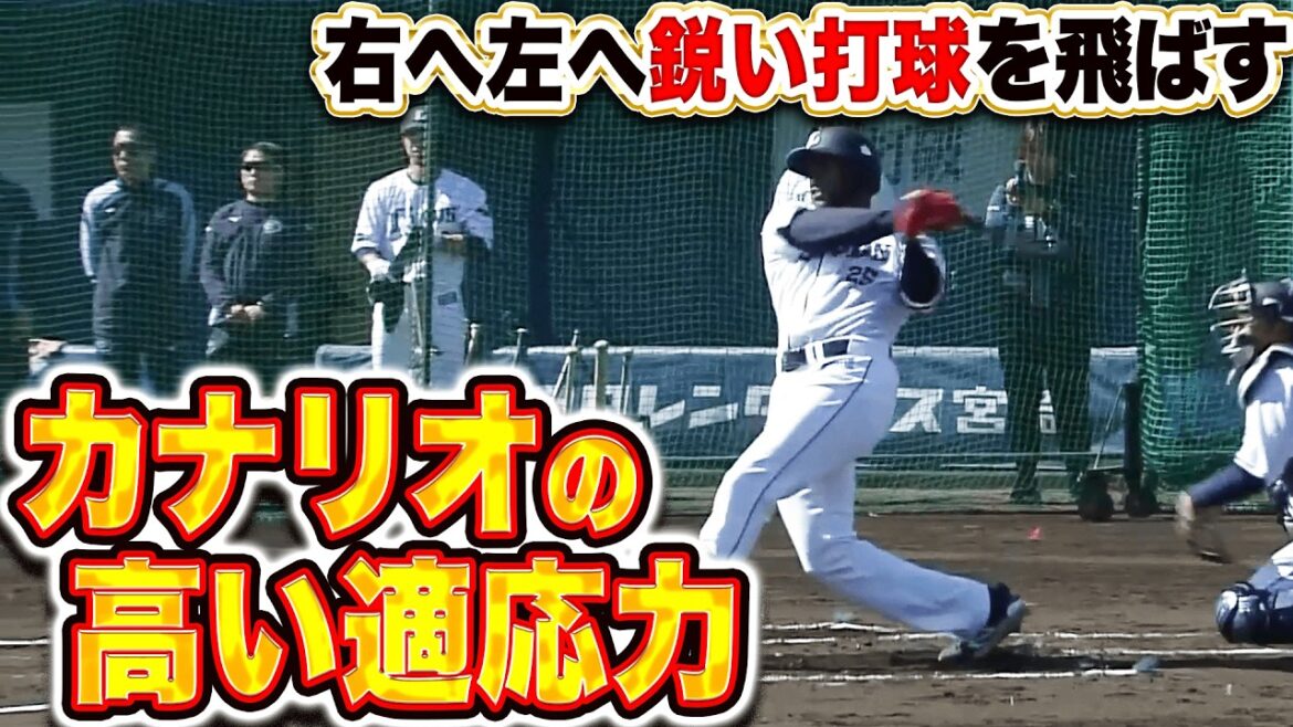 【カニだけどブリ🦀】カナリオ『適応力の高さを見せ…右へ左へ鋭い打球を放つ！』
