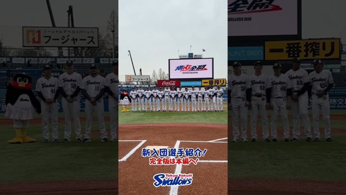 新入団選手紹介！完全版は本編へ！ #燕心全開 #swallows #shorts