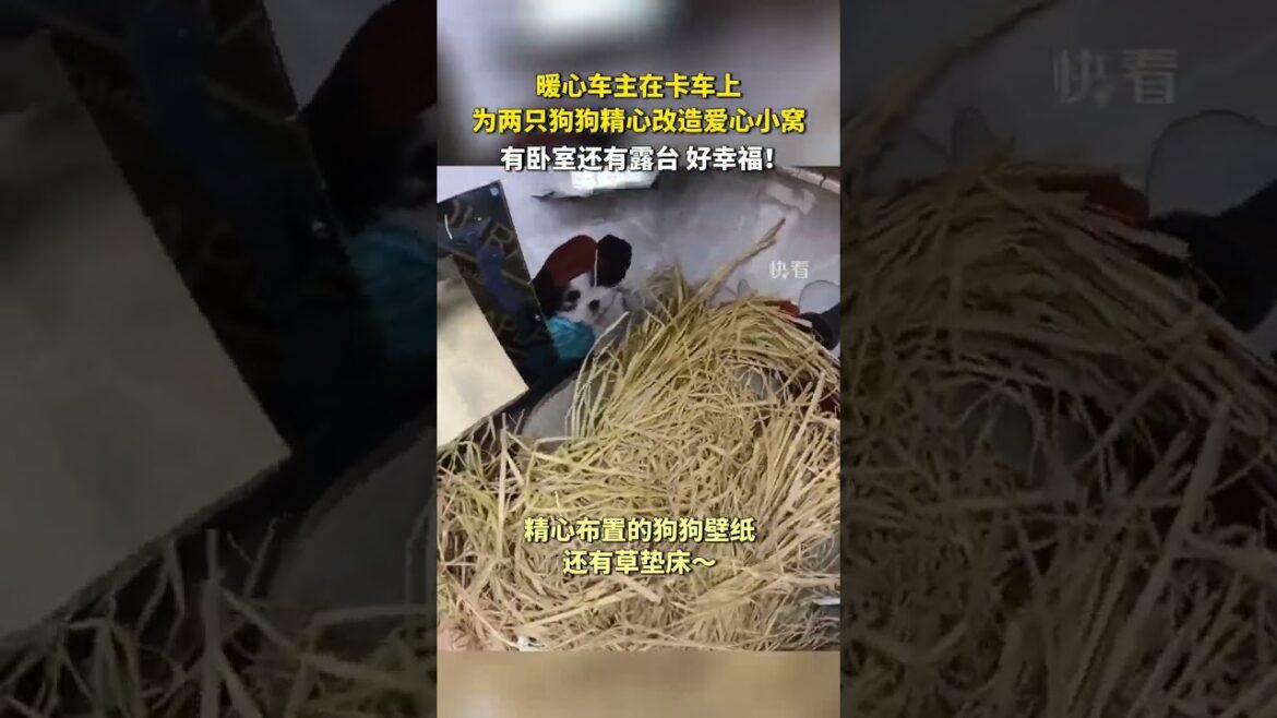 暖心車主在卡車上，為兩只狗狗精心改造暖心小窩，有臥室還有露臺，好幸福！#shorts #萌宠 #暖心