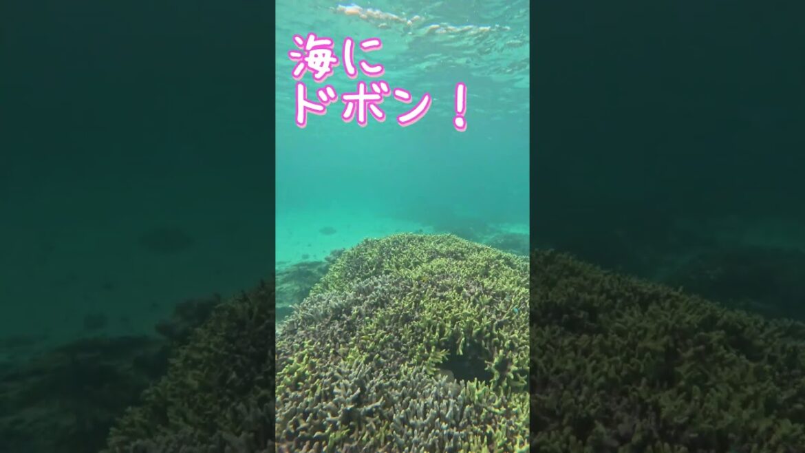 【【石垣島】74歳71歳♪60歳以上でもご参加可能♪10月25日シュノーケリング動画