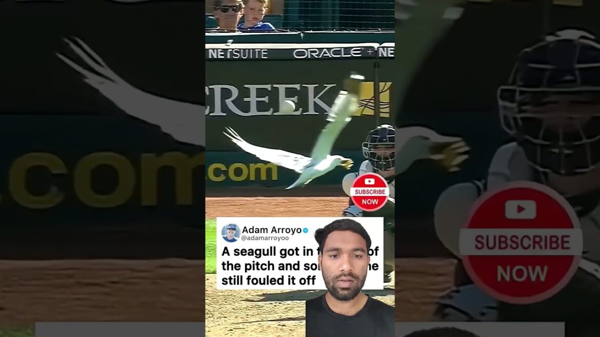 the bird ball #baseball #baseballszn #mlblb