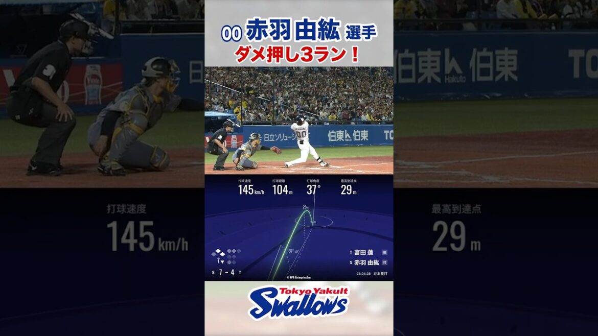 赤羽由紘選手 ダメ押し3ラン！ #swallows #赤羽由紘 #shorts