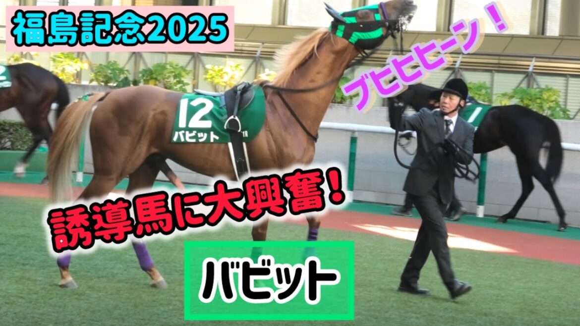 【福島記念2025】何度目？誘導馬に興奮しておてぃんを元気にさせてやらかしちゃう金髪イケメン⭐︎バビット