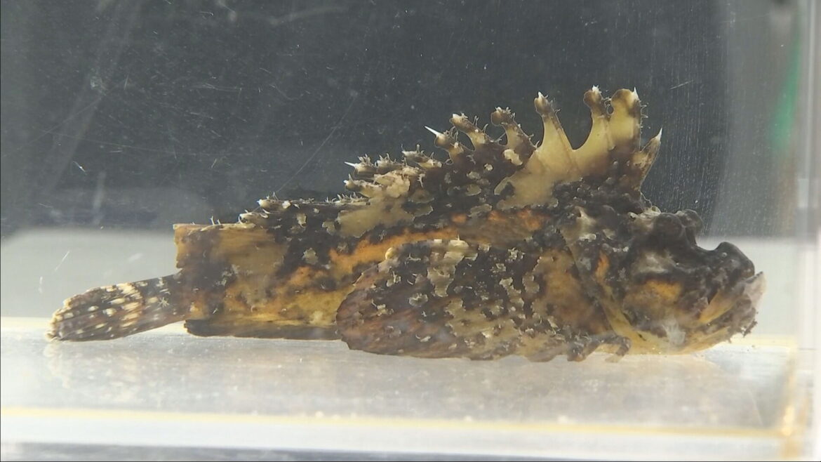 阪神タイガース応援の使者「虎柄」のオニオコゼ展示 城崎マリンワールド - サンテレビニュース