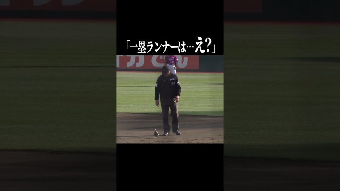 【ハト…】まさかのハト…ハト… #shorts