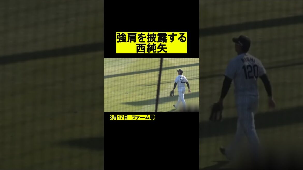 強肩を披露する西純矢 #プロ野球 #阪神タイガース #野球 #西純矢