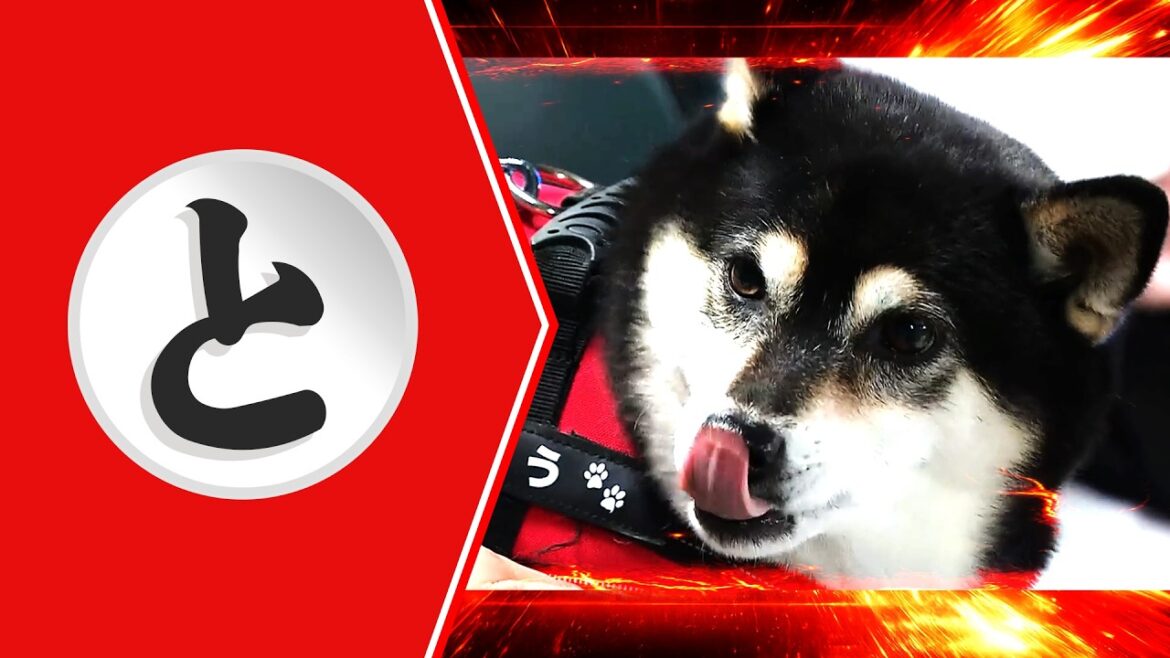 Pacific-League: 【と】突然の黒柴カットインは激アツ!【まとめるほどではないまとめ】 【と】突然の黒柴カットインは激アツ!【まとめるほどではないまとめ】