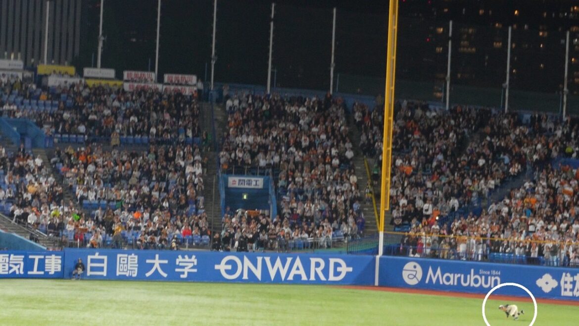 東京ヤクルトスワローズ キハダが吉川尚輝をレフトフライに打ち取り試合終了 レフト山野辺翔は転倒し、ボールをキャッチ　ヤクルト 3 - 1 巨人　2026年5月21日(木)　神宮球場